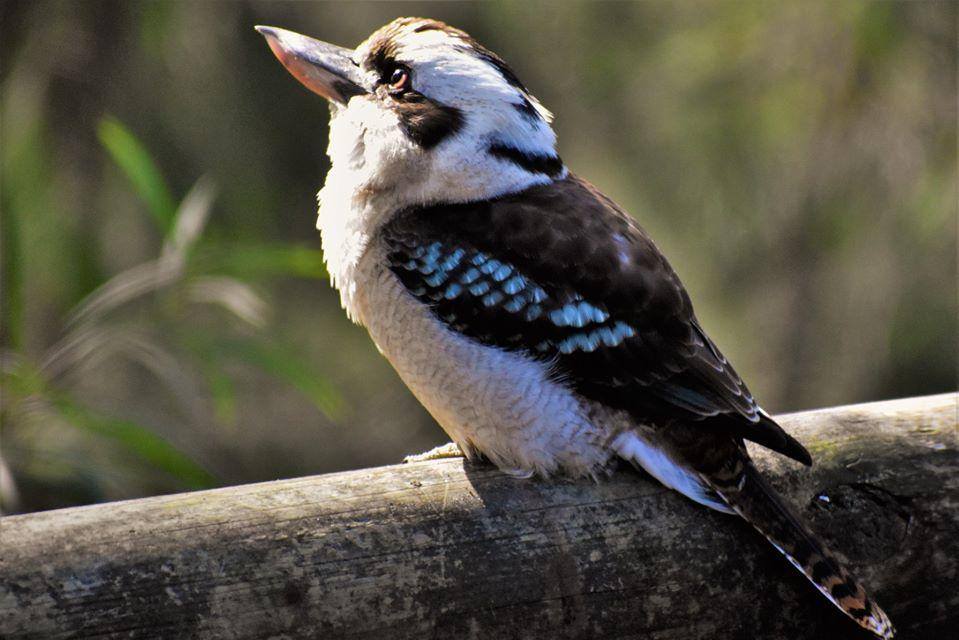 Australia