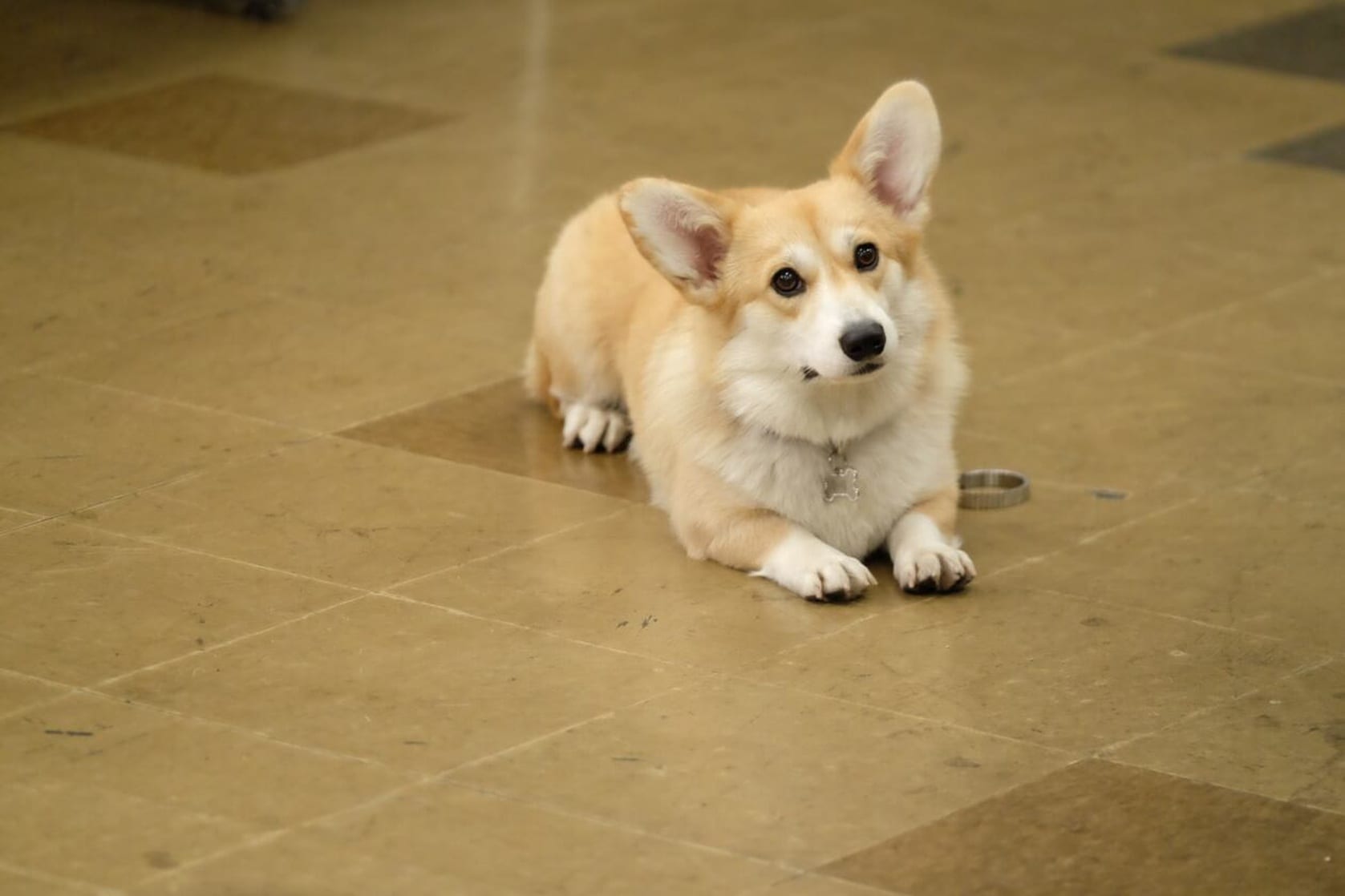 Cheddar