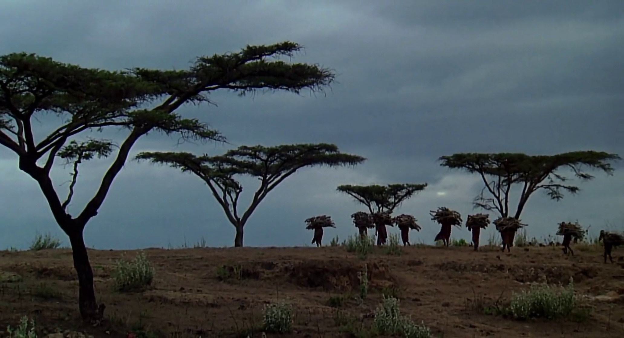 Out of Africa