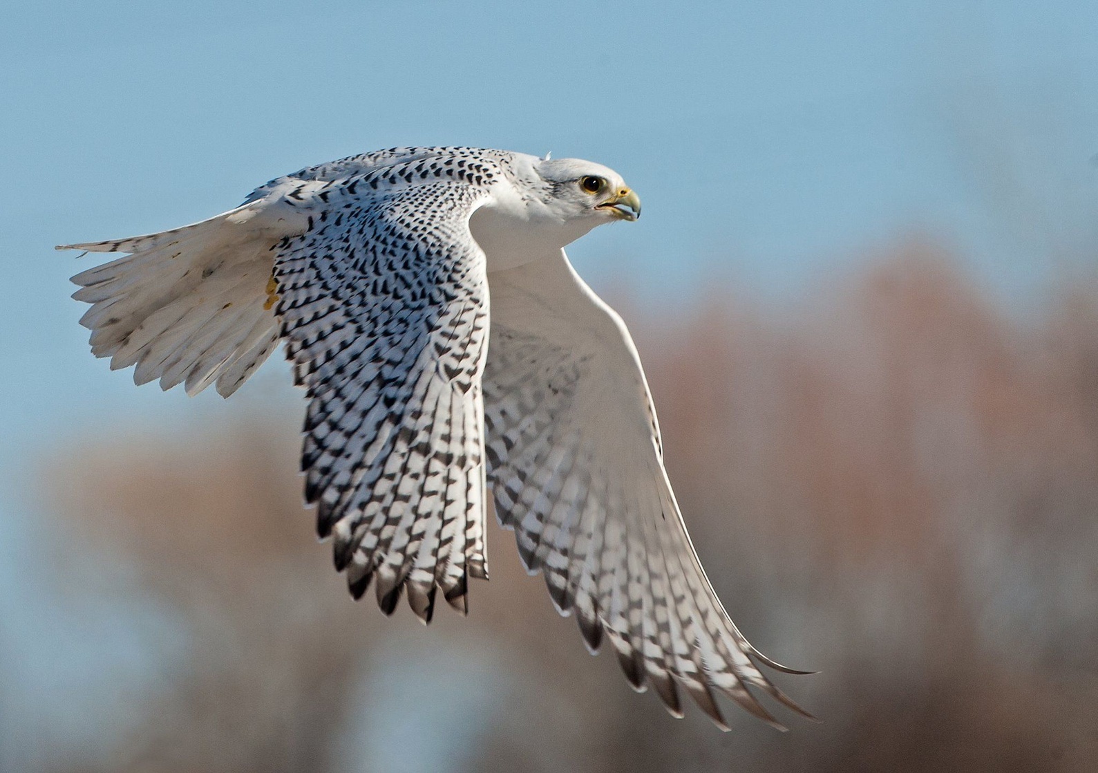 Gyrfalcon