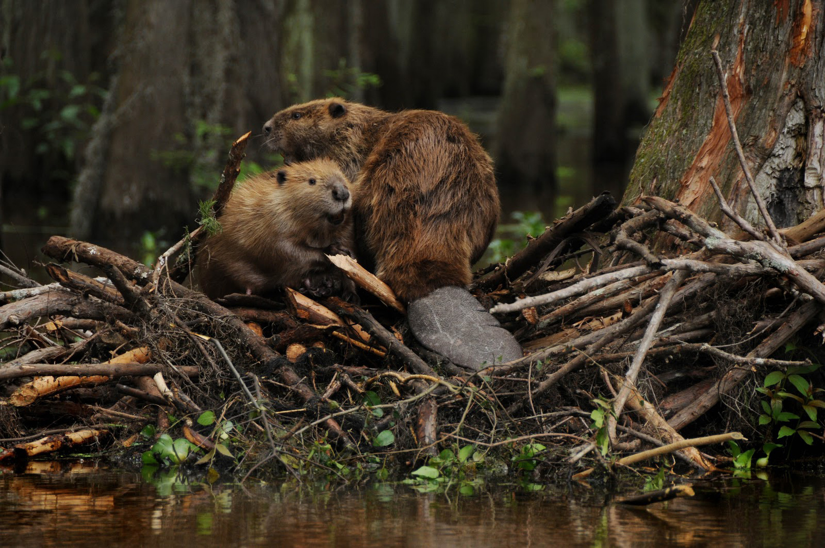 Beaver (a)