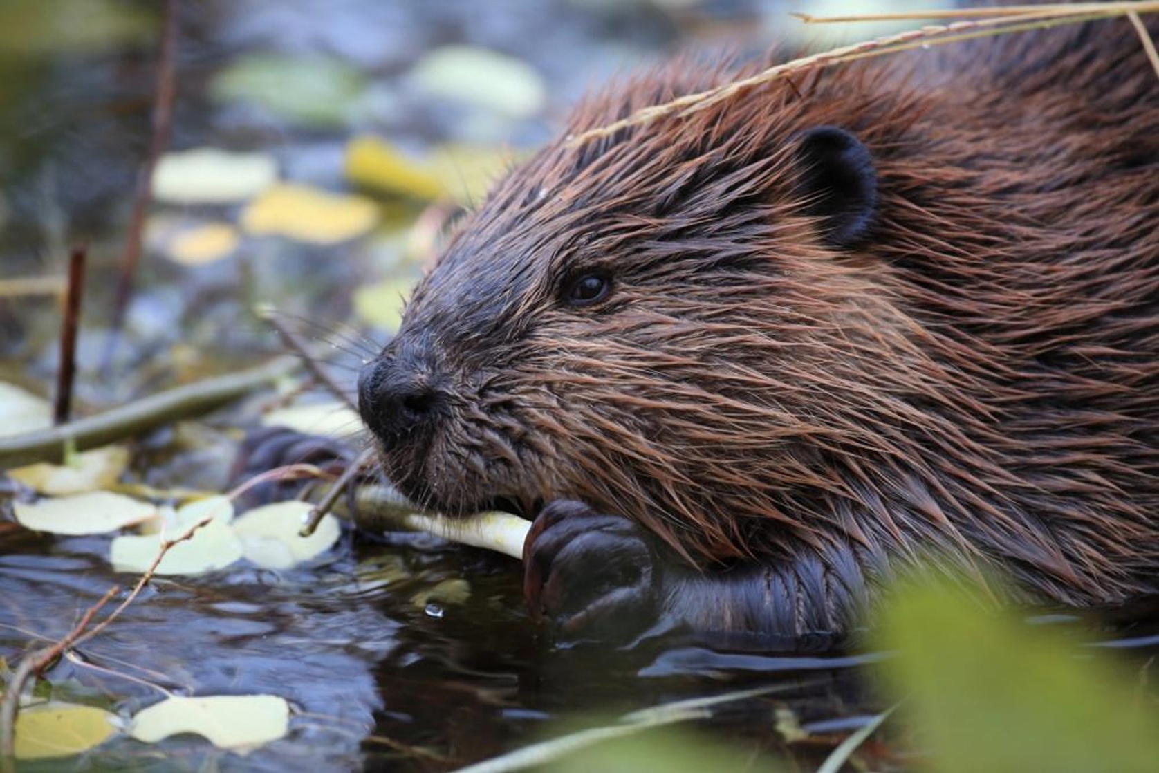 Beaver (a)