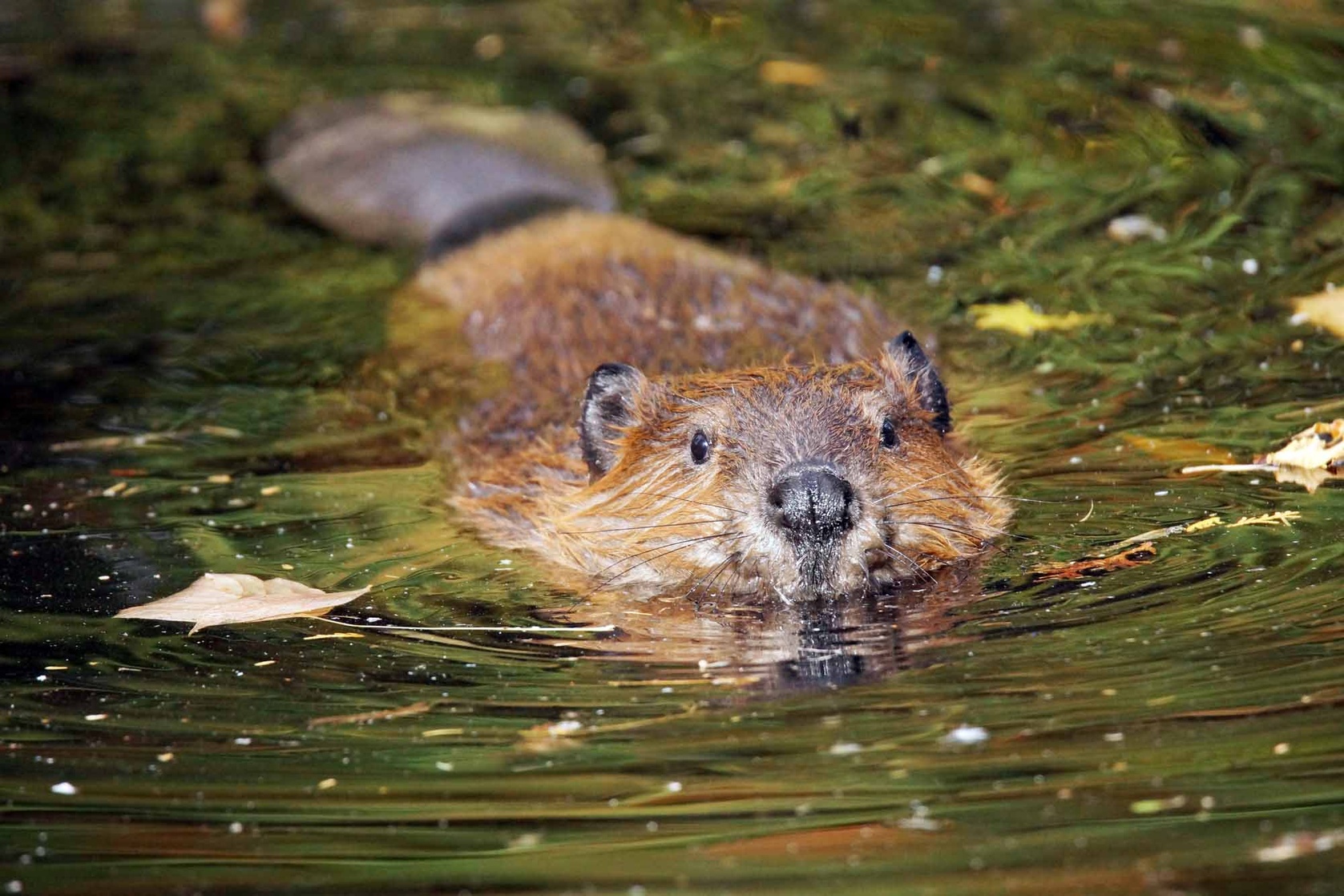 Beaver (a)
