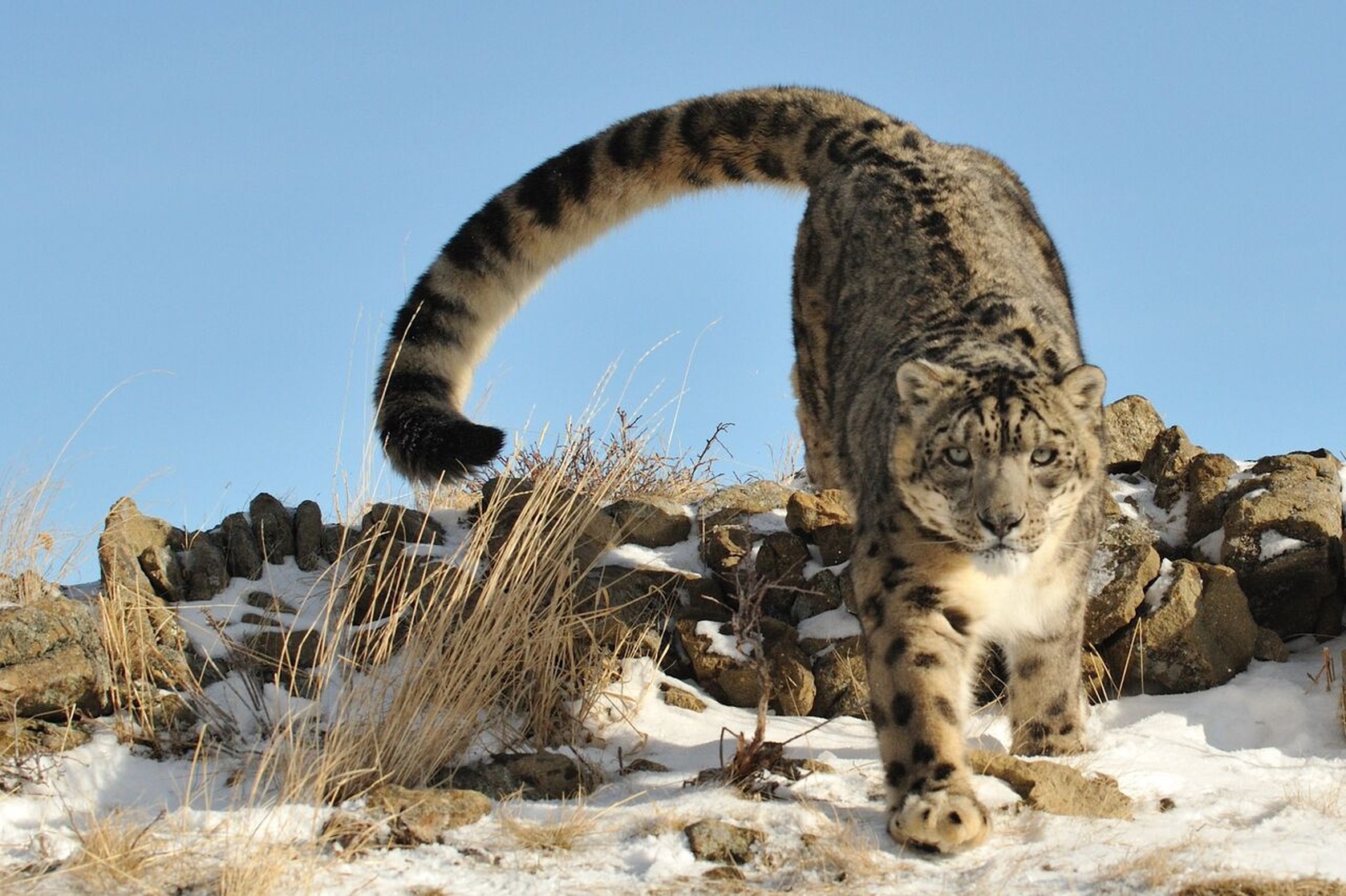 Snow Leopard