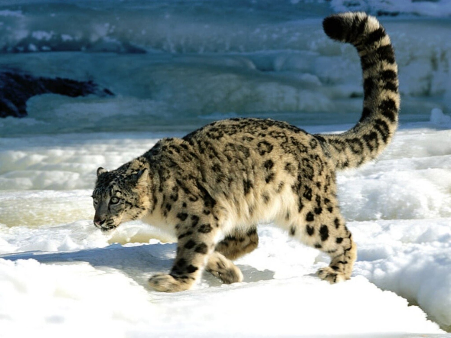 Snow Leopard