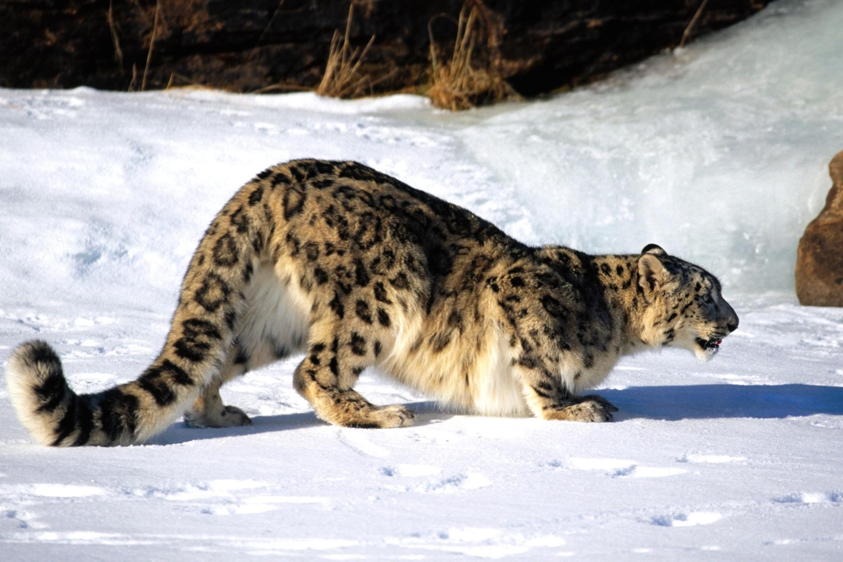 Snow Leopard