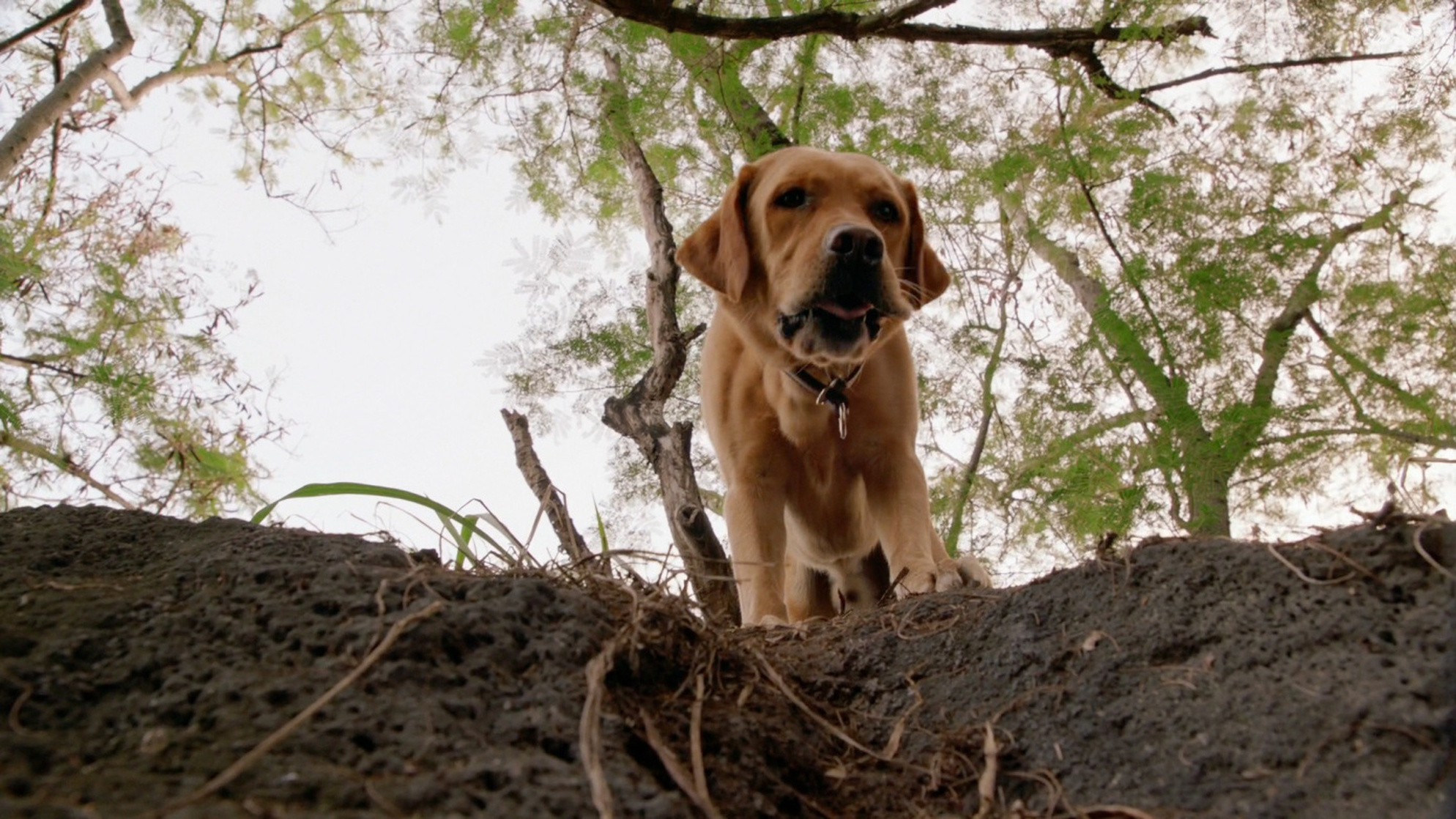 Hawaii Five-0