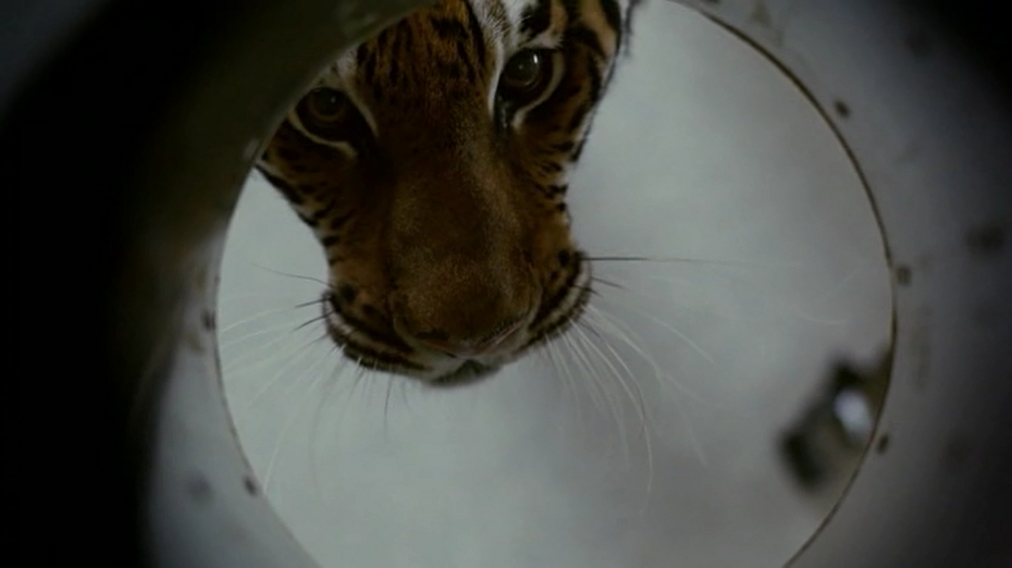 Burning Bright (2010)
