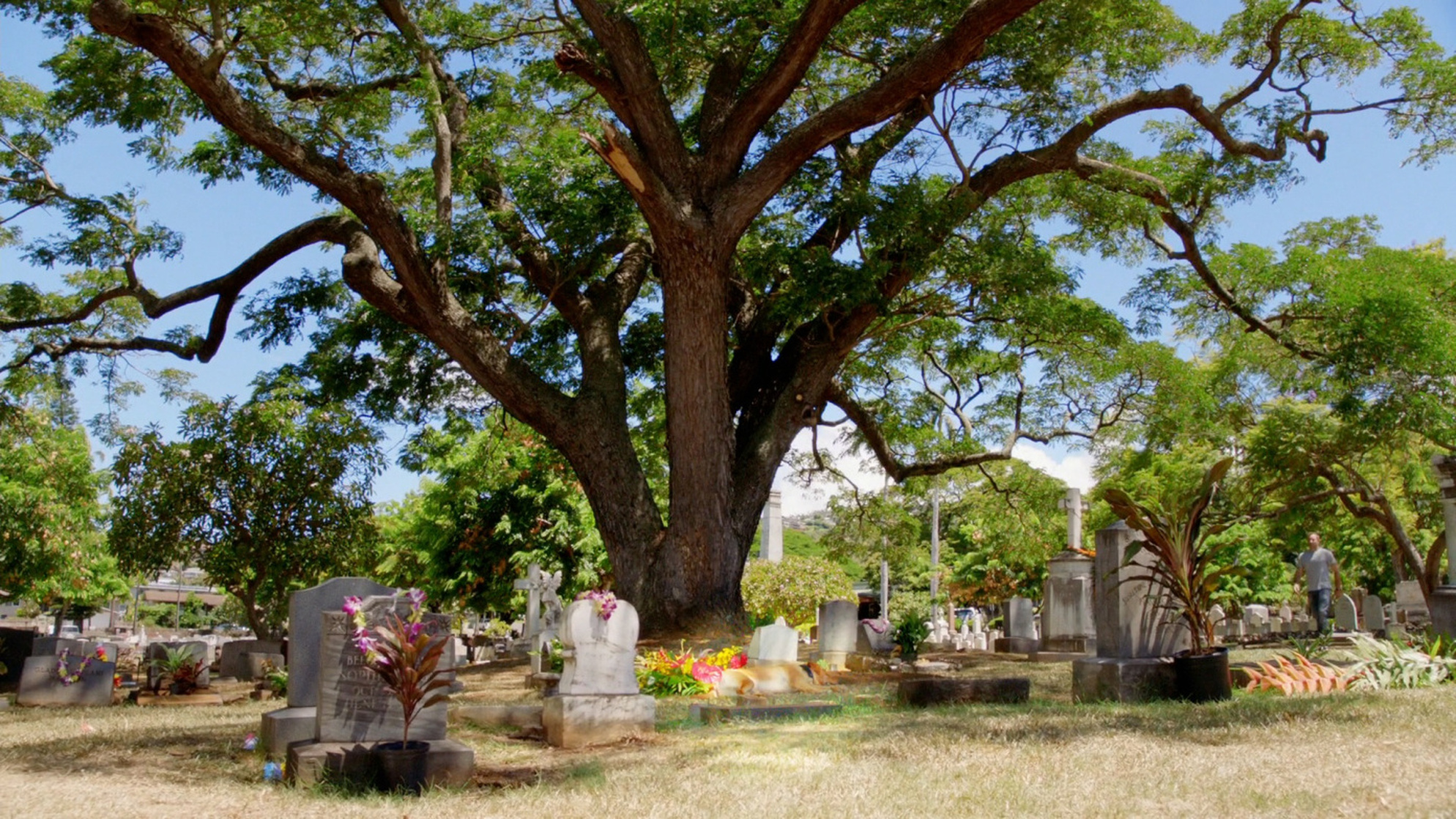 Hawaii Five-0