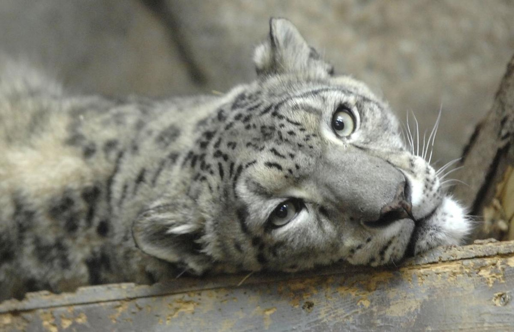 Snow Leopard