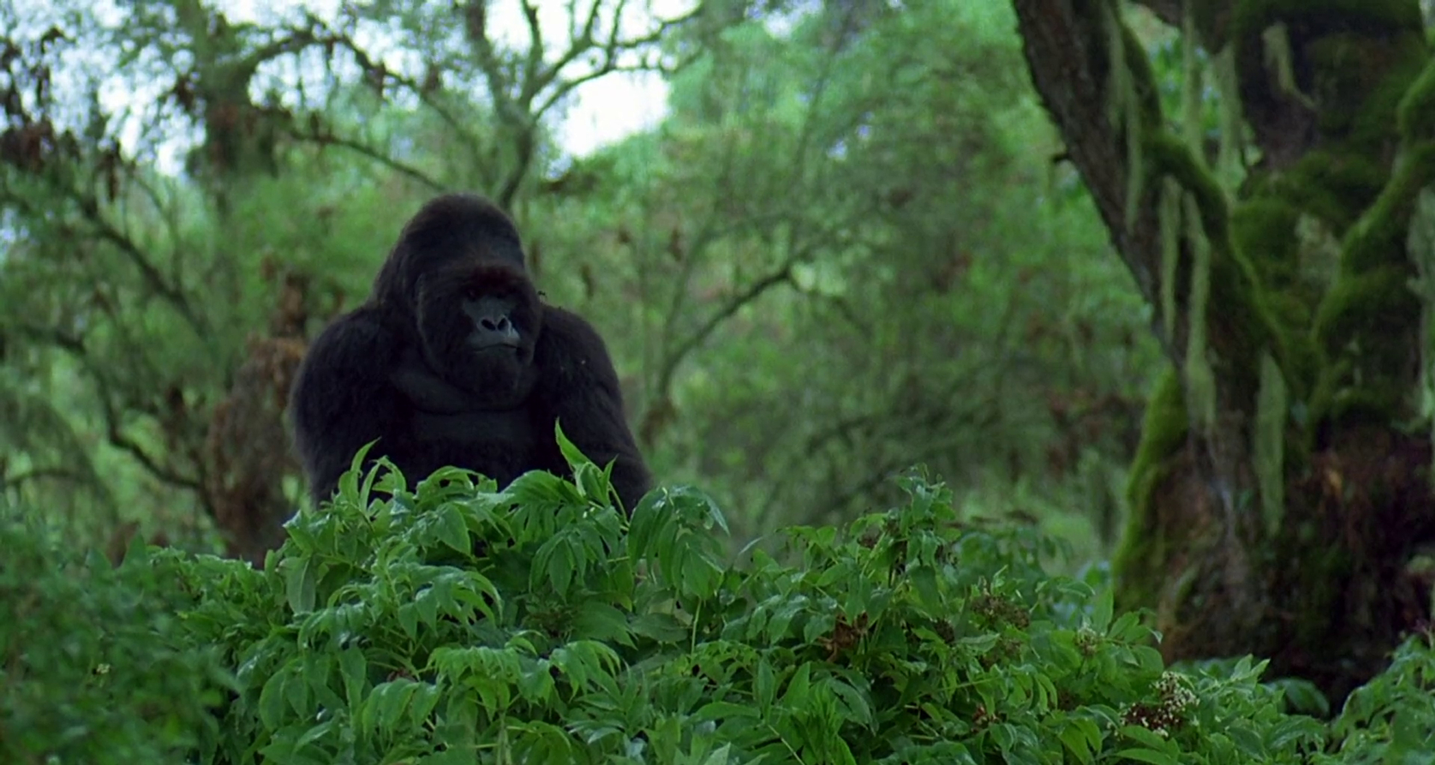 Gorillas in the Mist Gorillas in the Mist