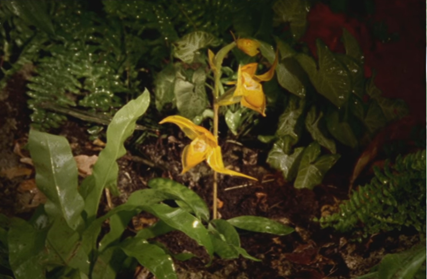 Orchis Fatalis