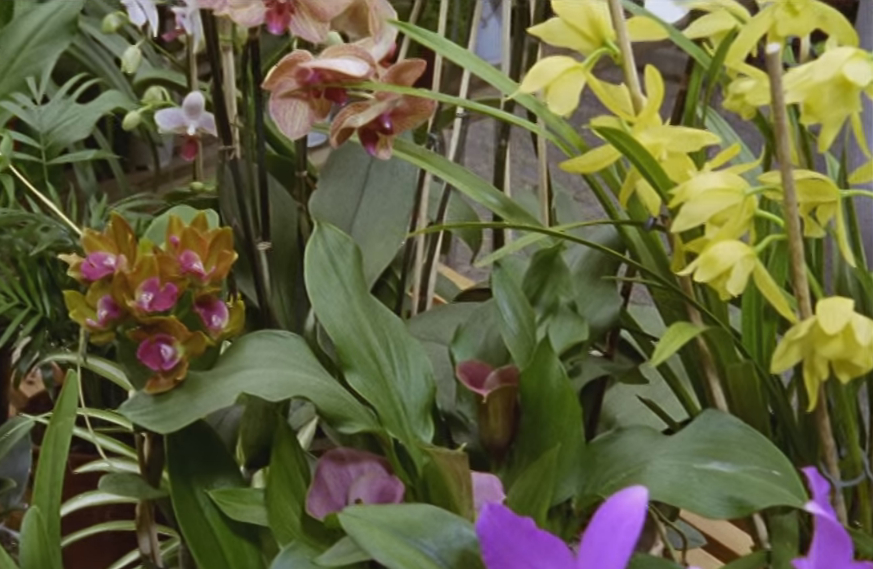 Orchis Fatalis