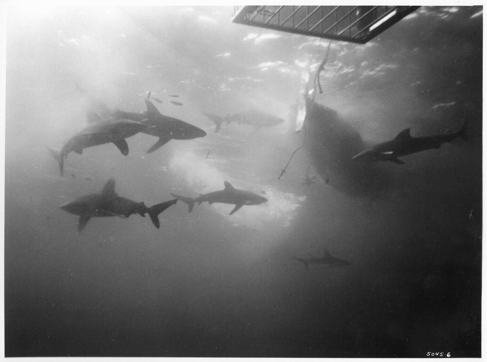 Blue Water, White Death picture