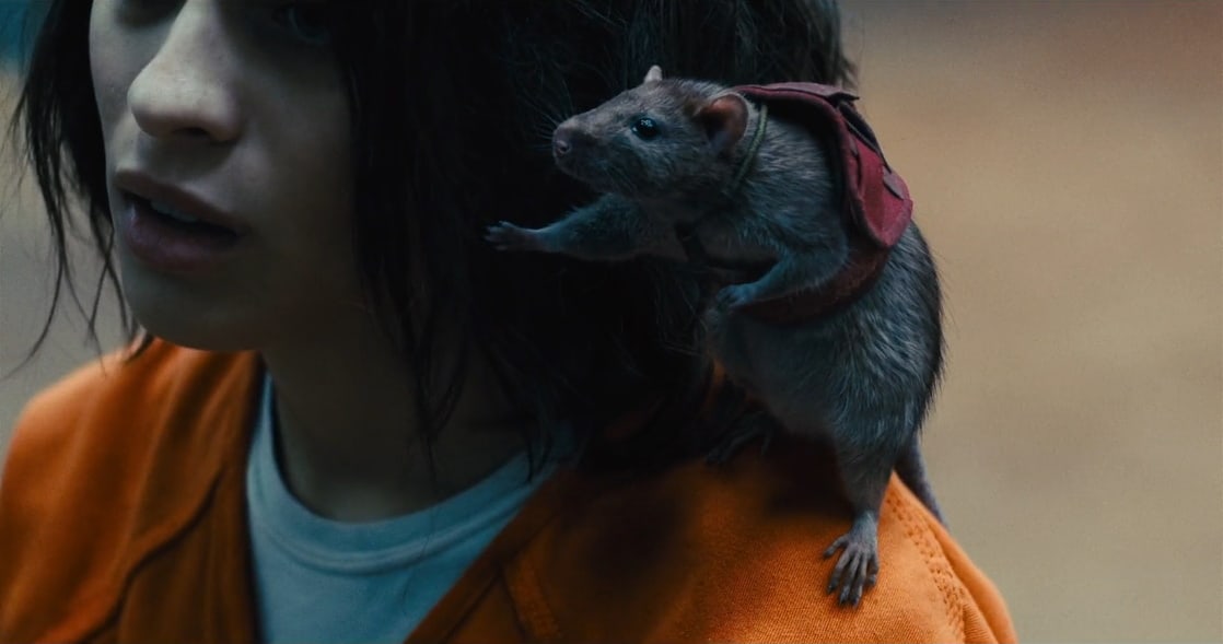 Sebastian the Rat