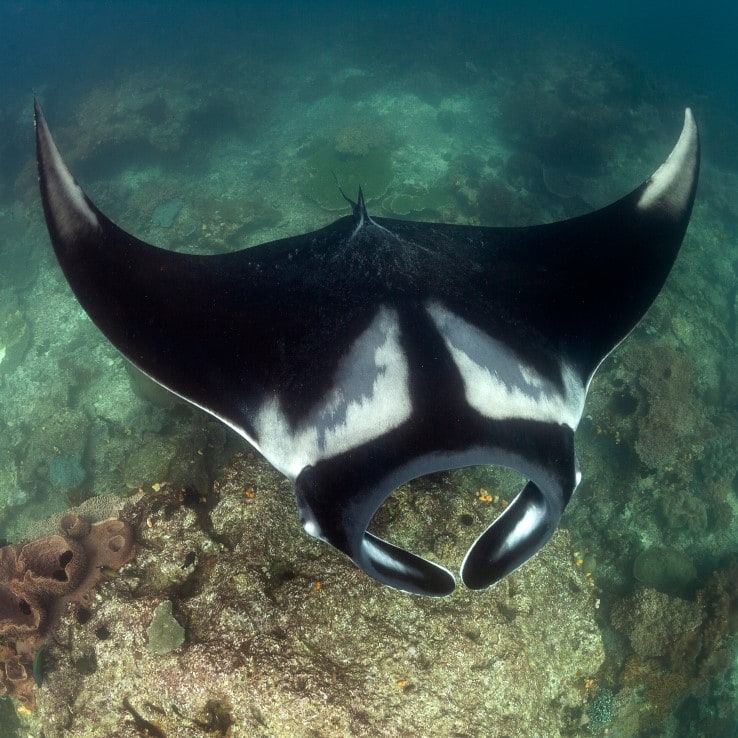 Manta