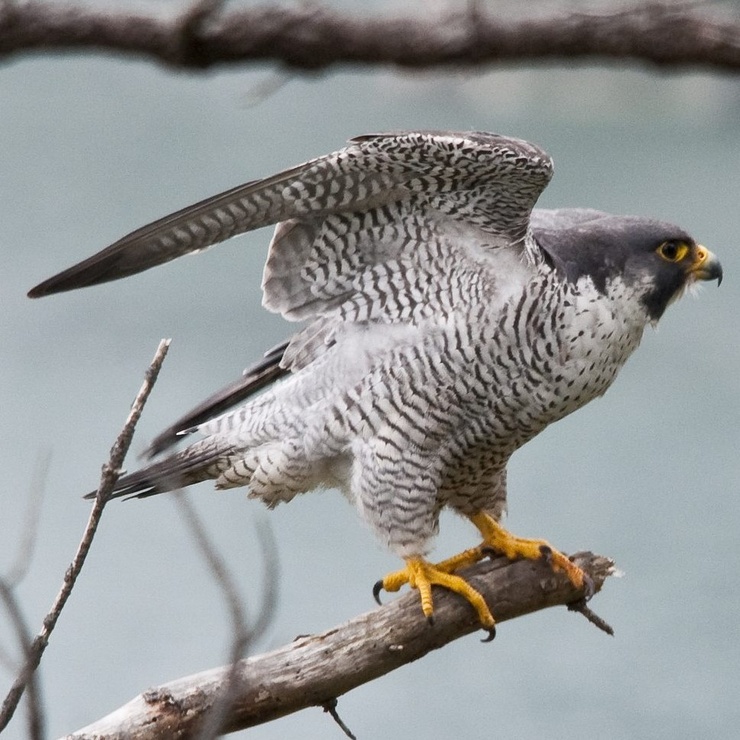 Peregrine