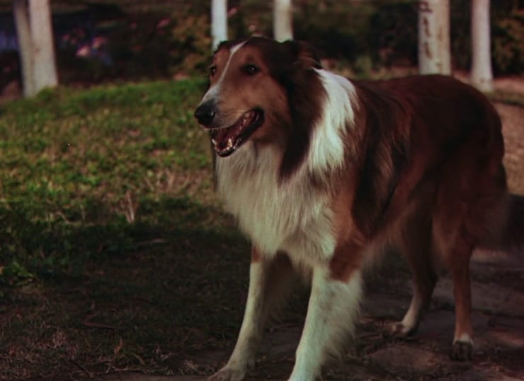 Picture Of Lassie Come Home