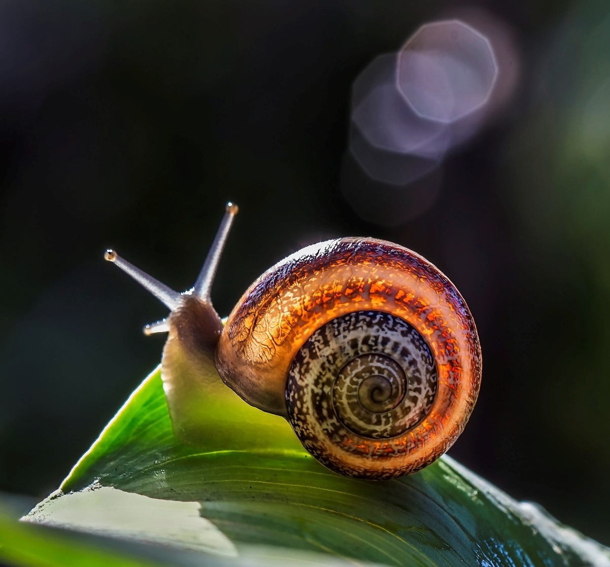 Snail