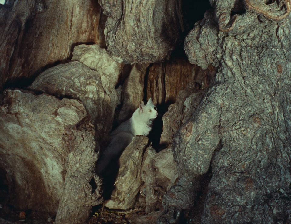 Picture of Du côté de la côte (1958)