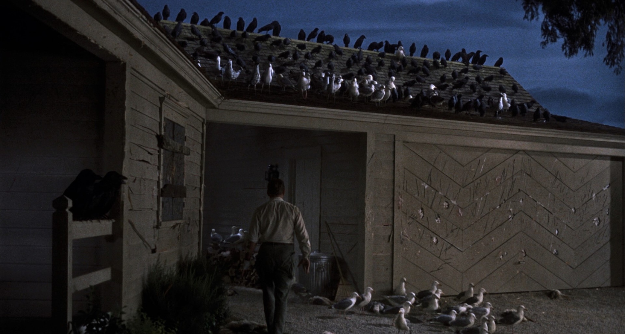 The Birds The Birds