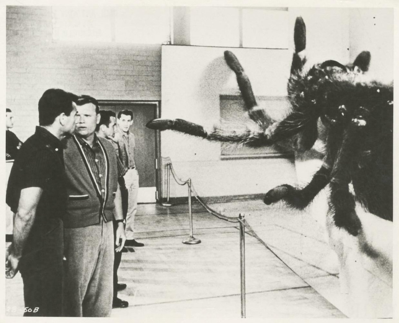 The Spider