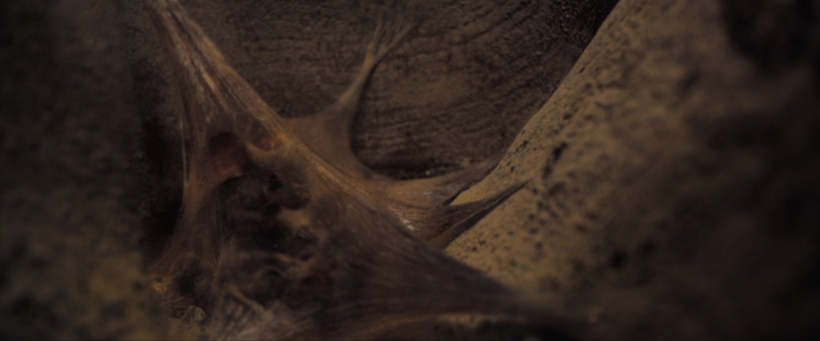 Dune Dune