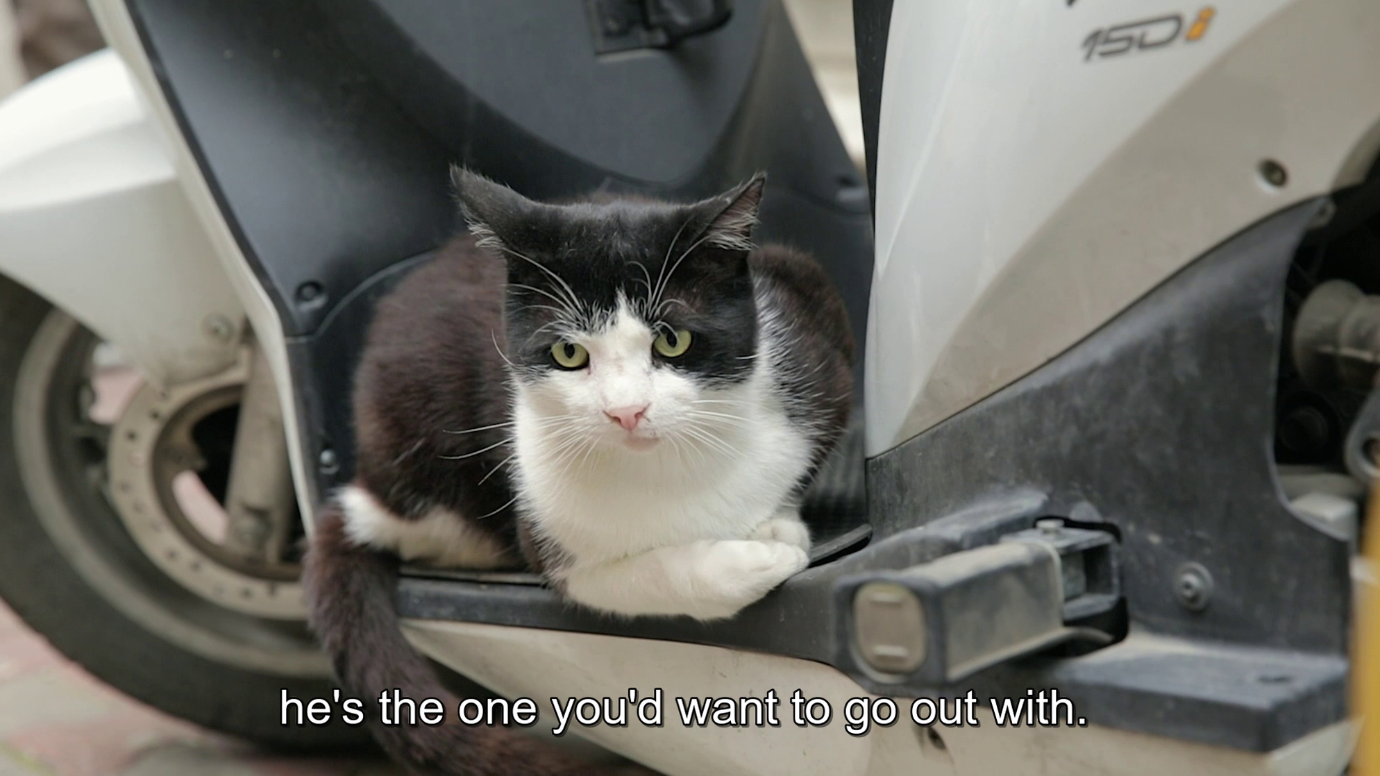 Kedi Kedi