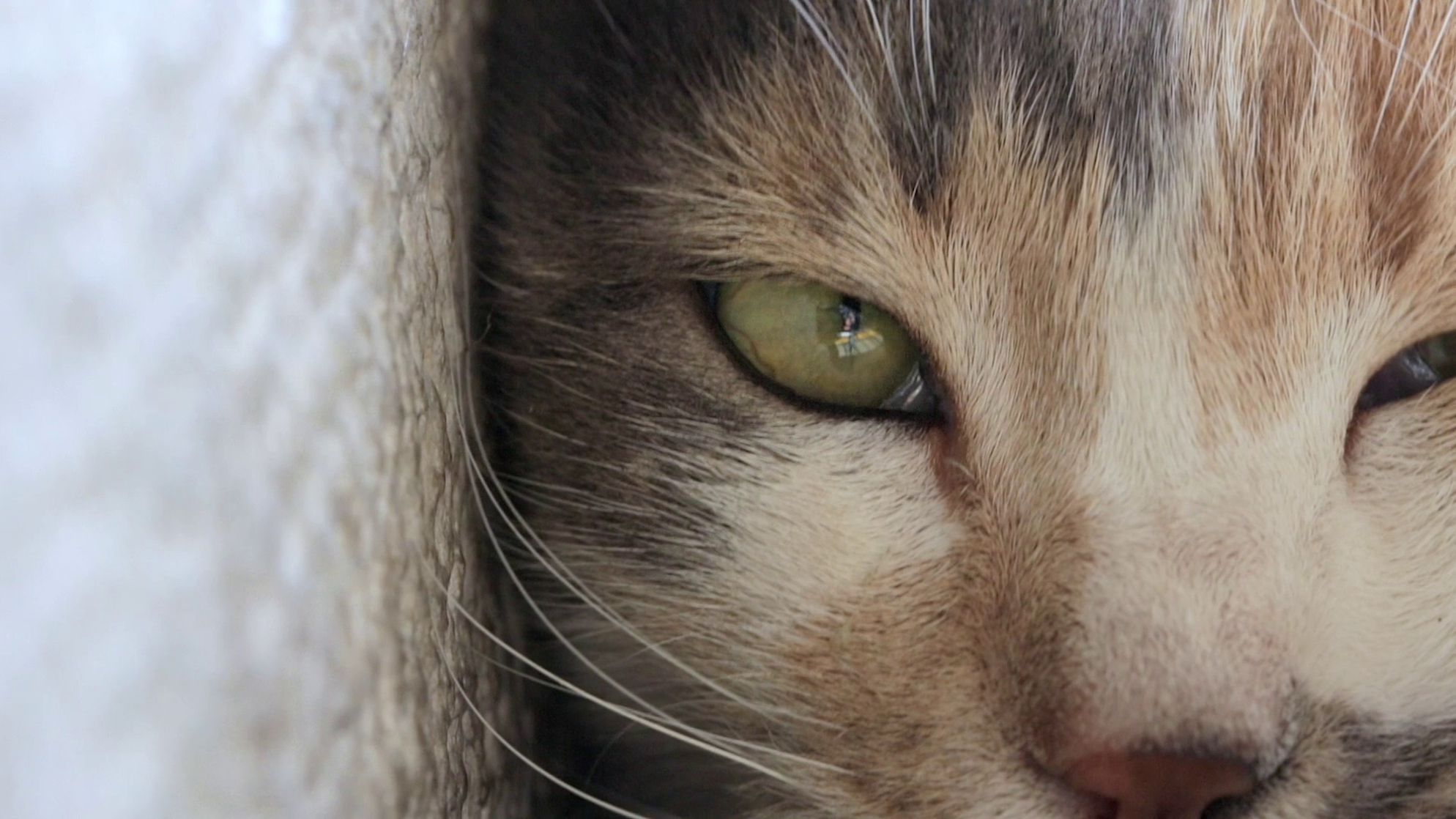 Kedi