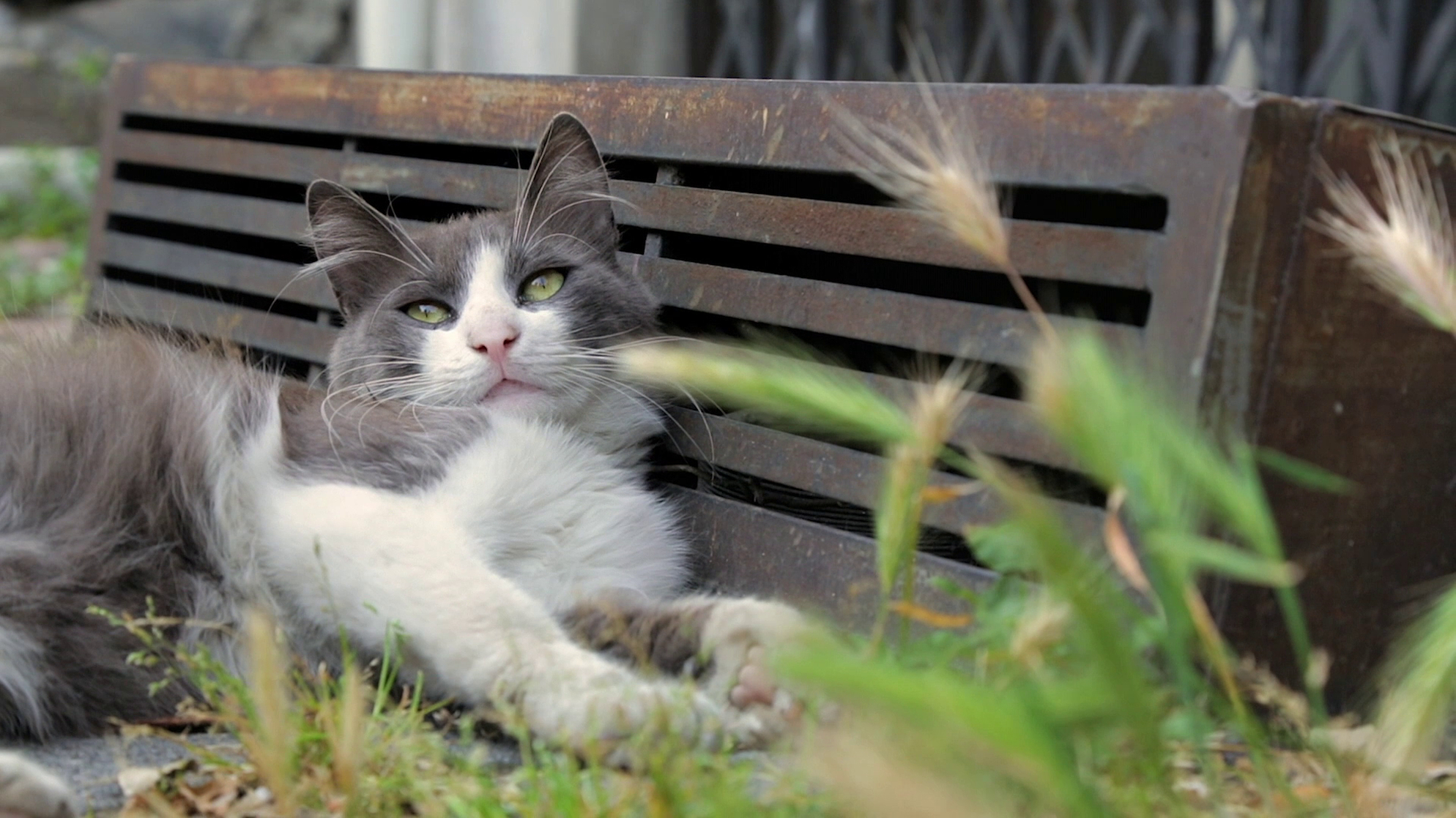 Kedi