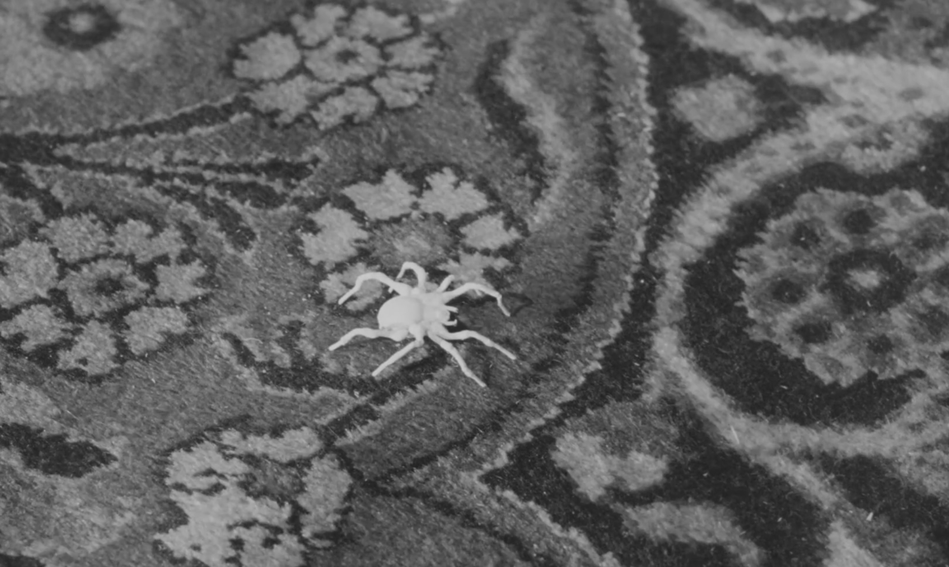 Die weiße Spinne