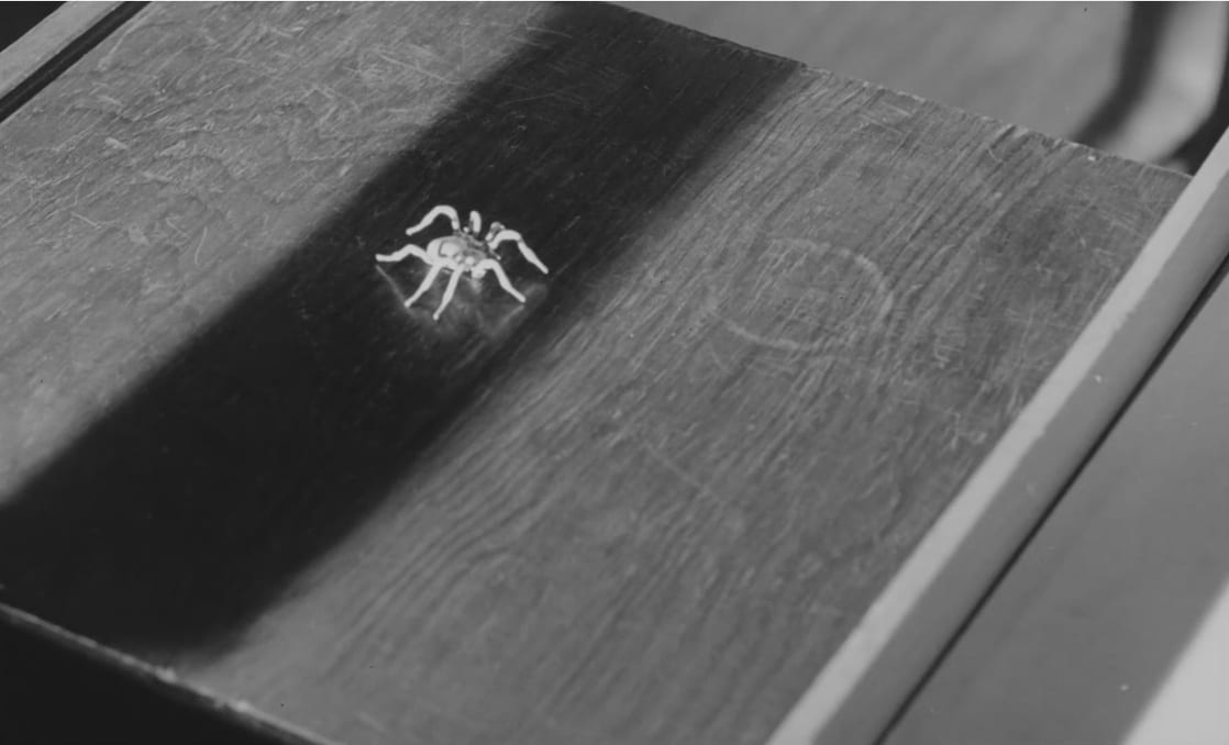 Die weiße Spinne
