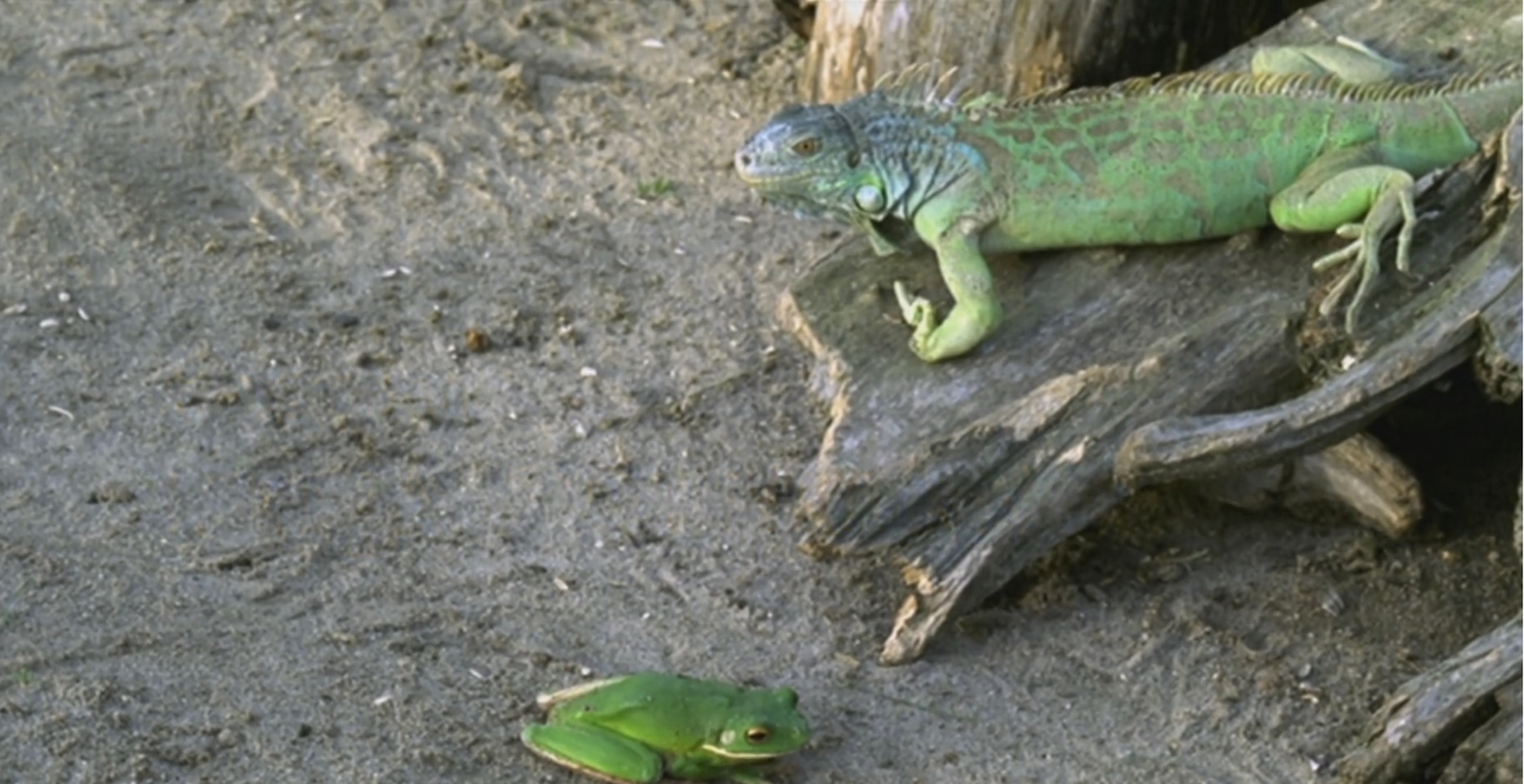 Küss mich, Frosch
