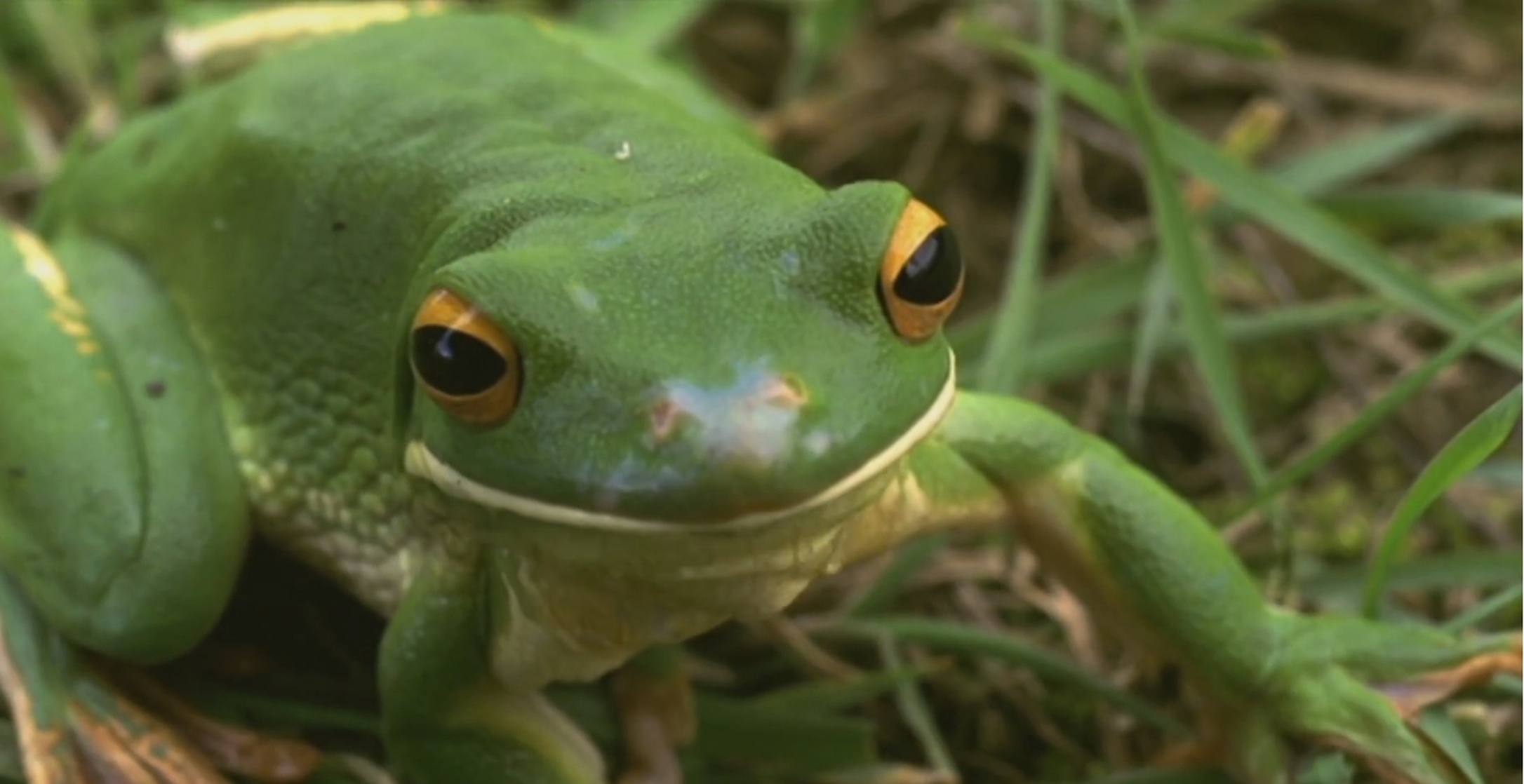 Küss mich, Frosch