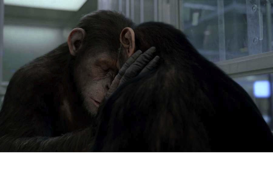 Rise of the Planet of the Apes Rise of the Planet of the Apes