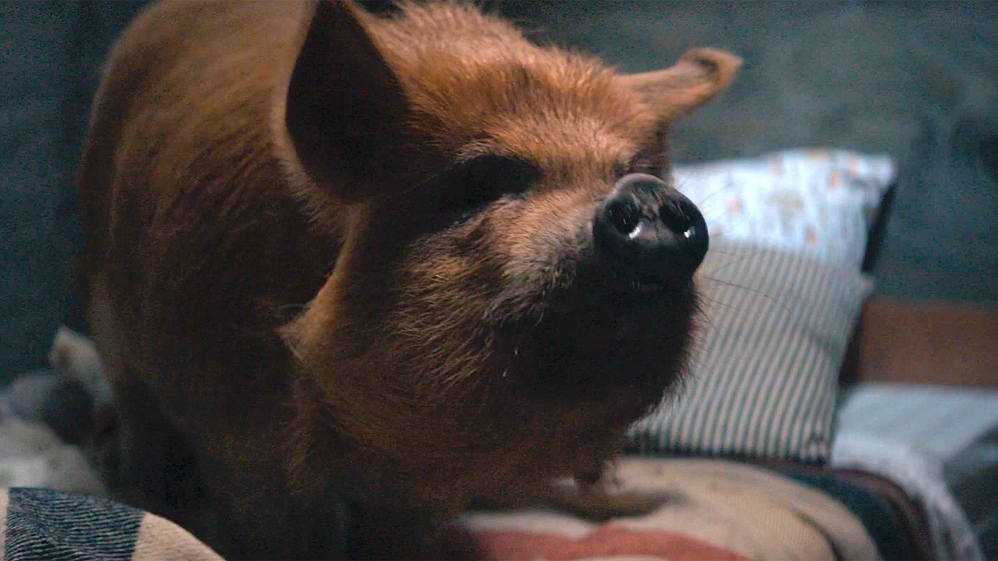 Pig