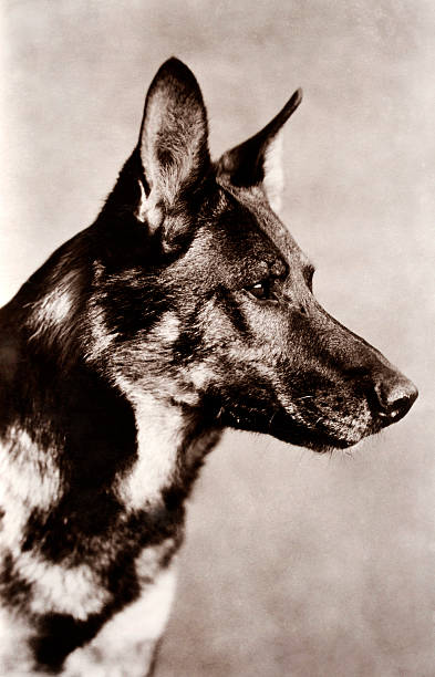 Rin Tin Tin