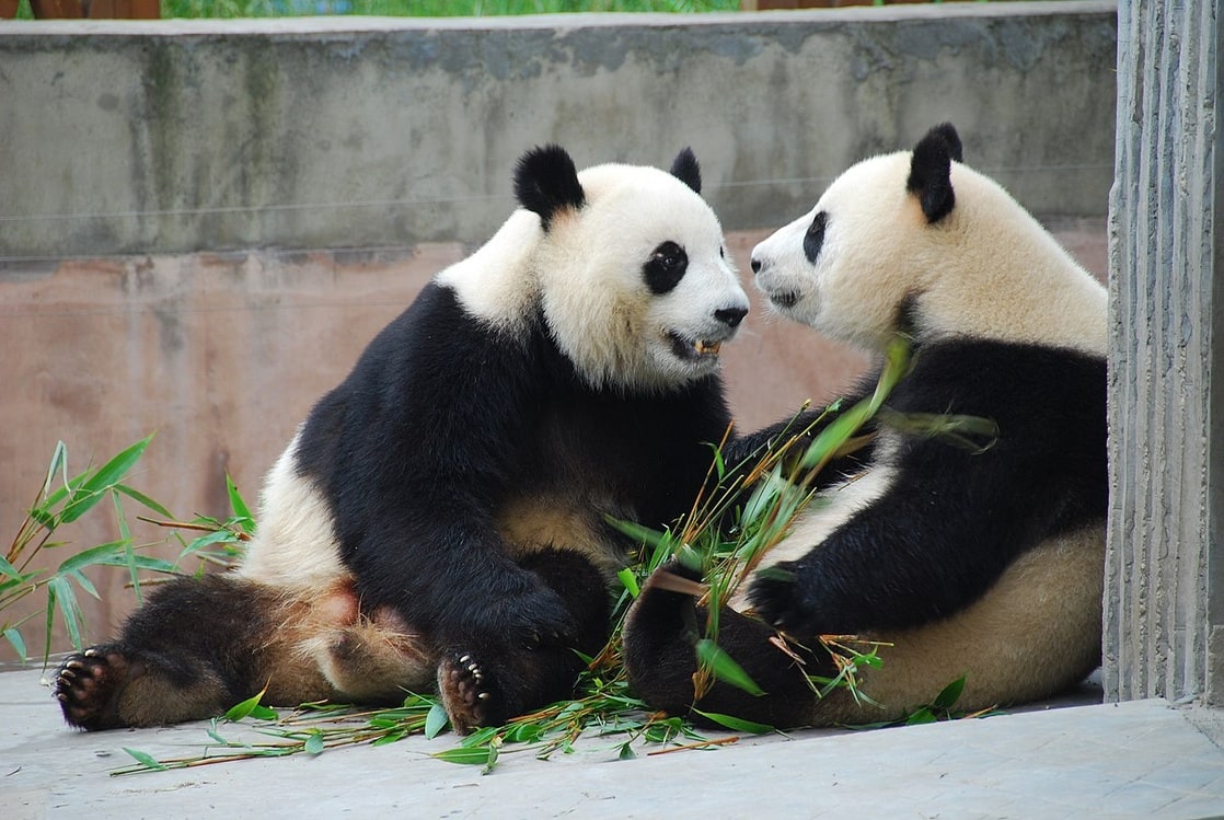 Chengdu