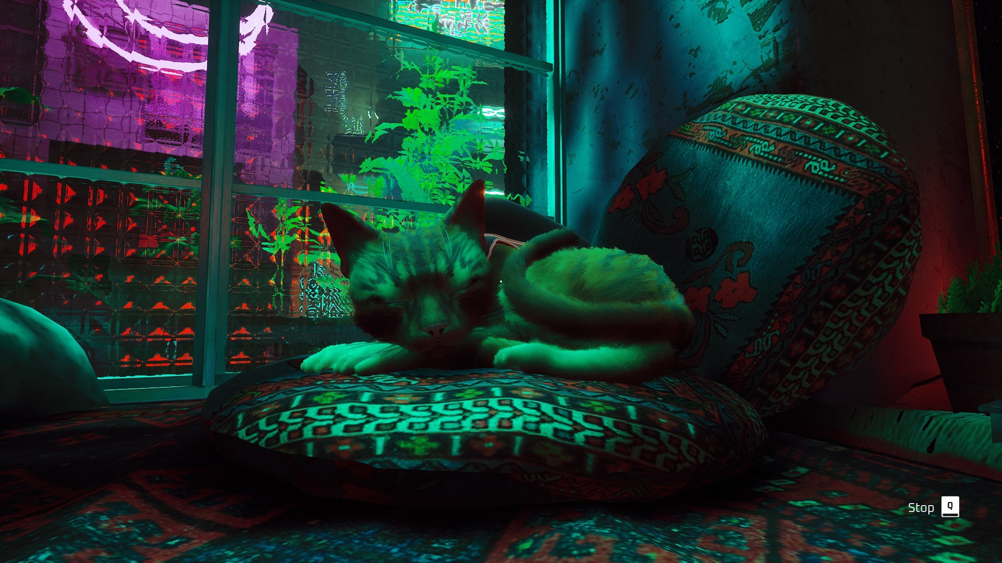 Stray