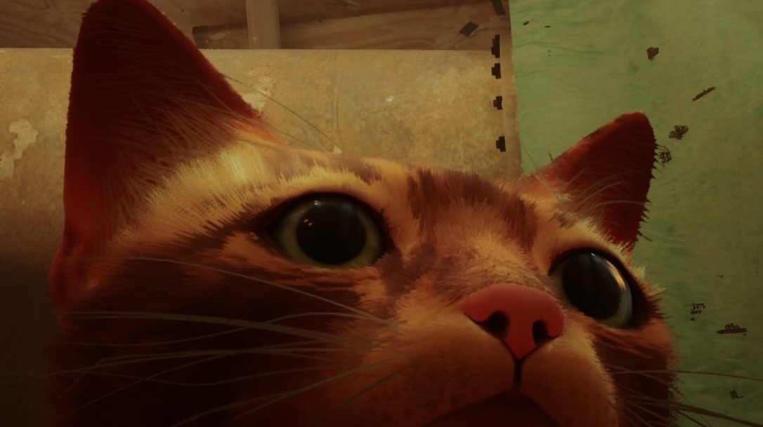 Stray