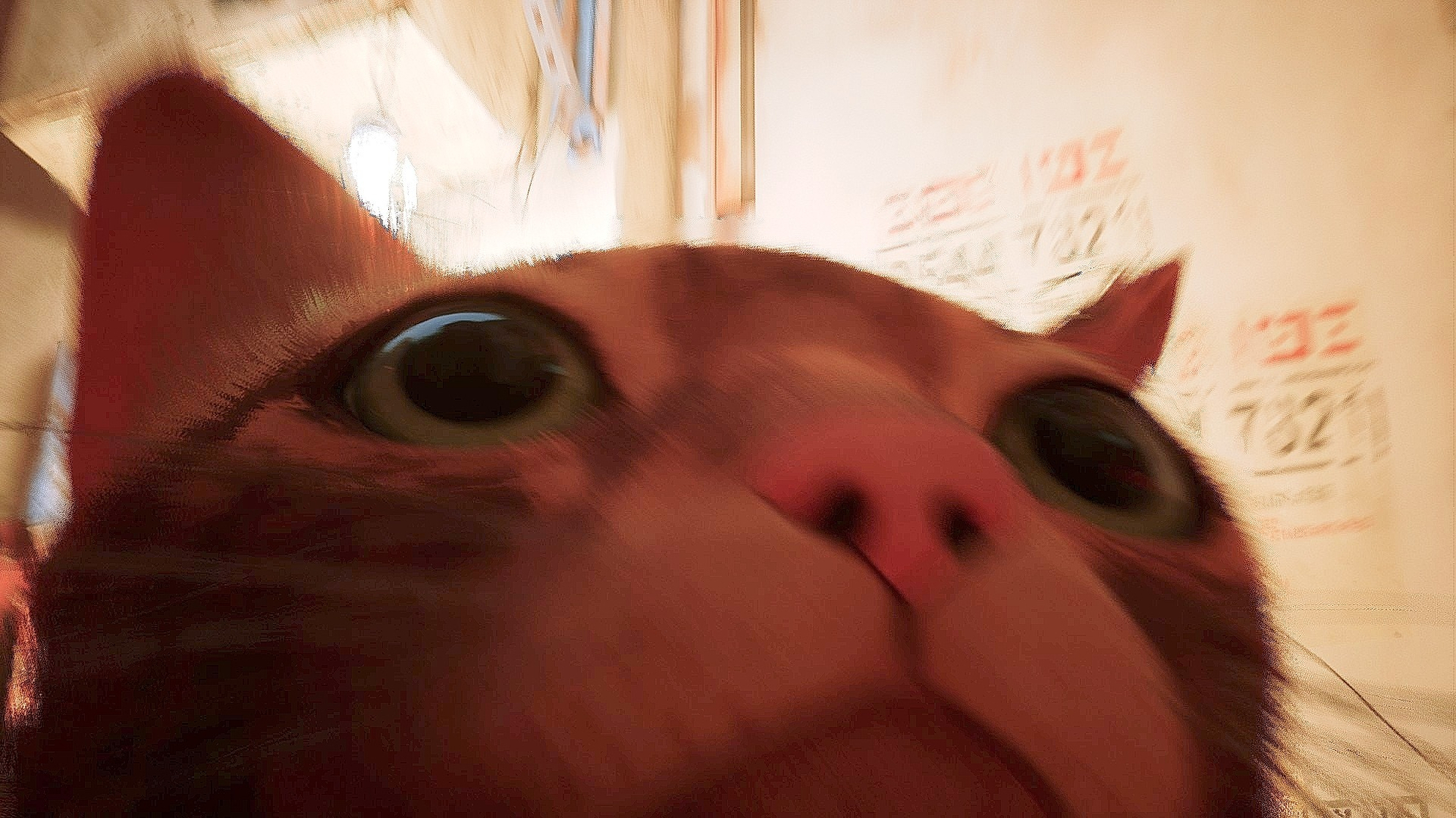 Stray