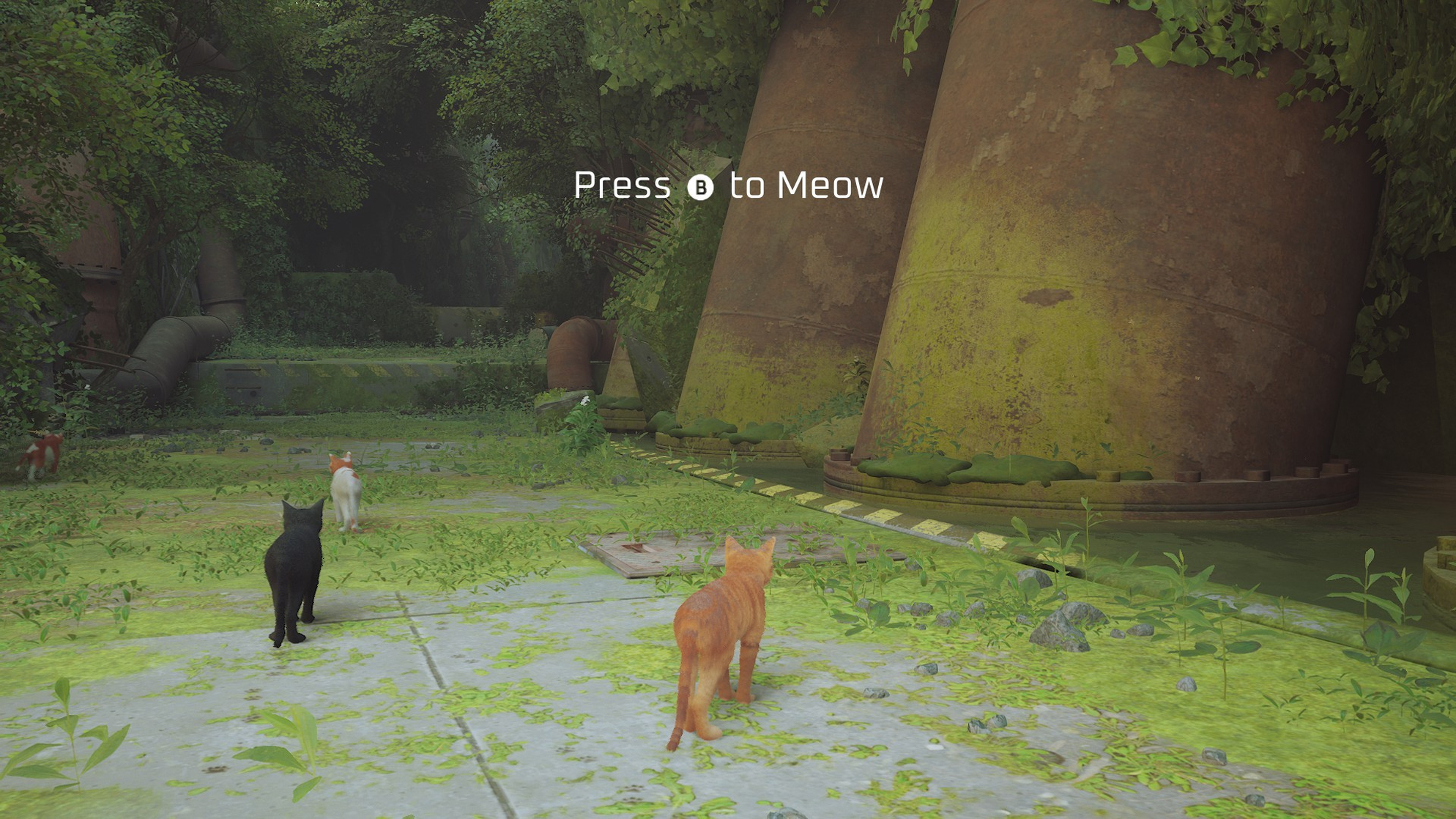 Stray