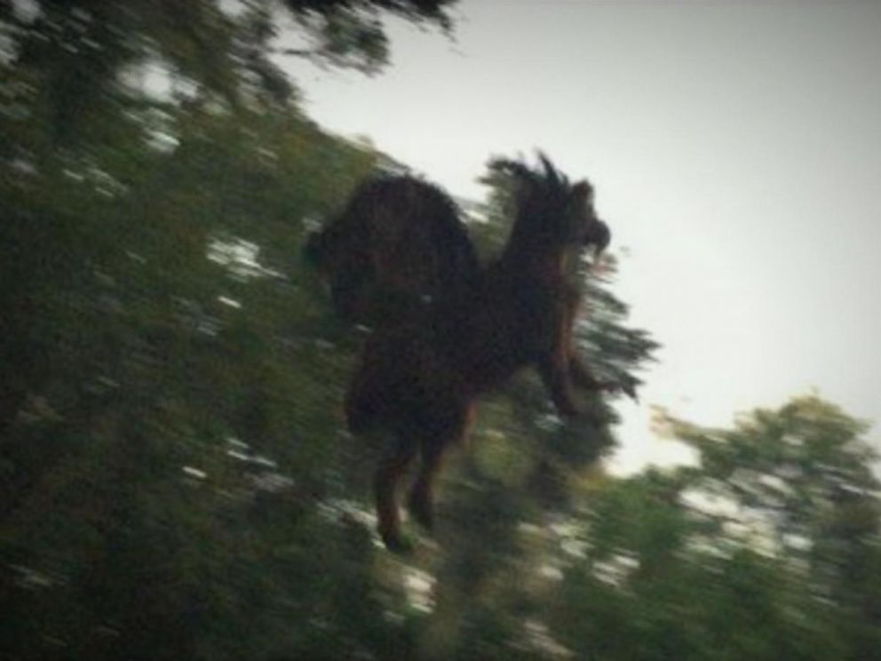 The Jersey Devil