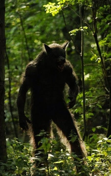 Picture of Michigan Dogman