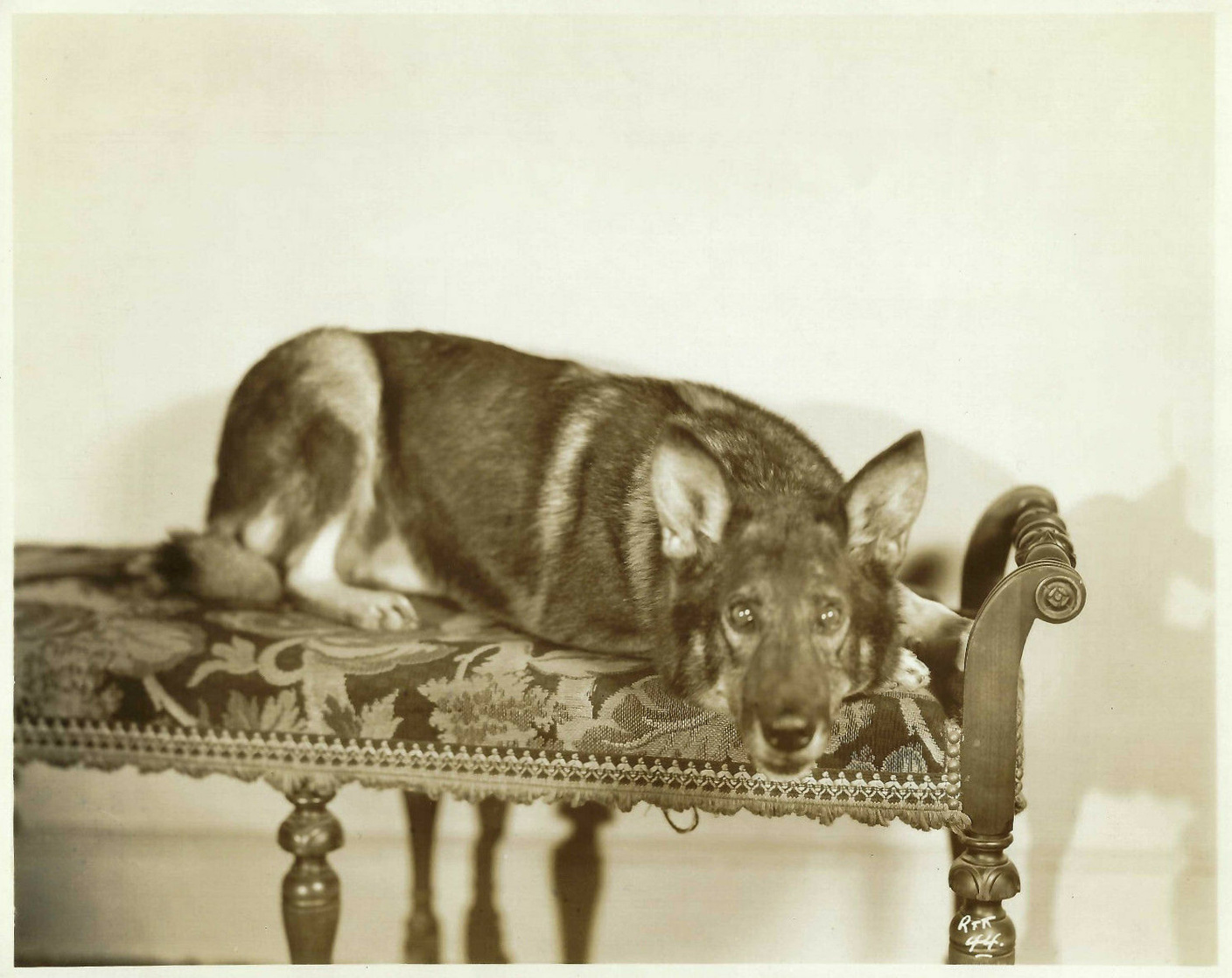 Rin Tin Tin