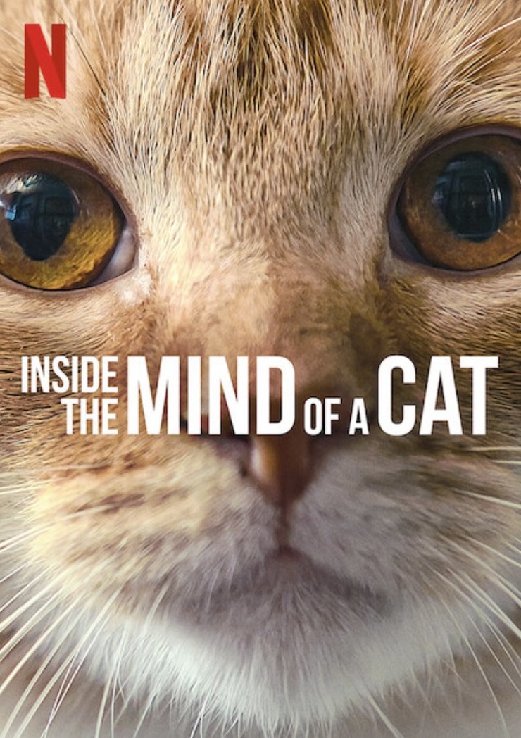 Inside The Mind Of A Cat Image
