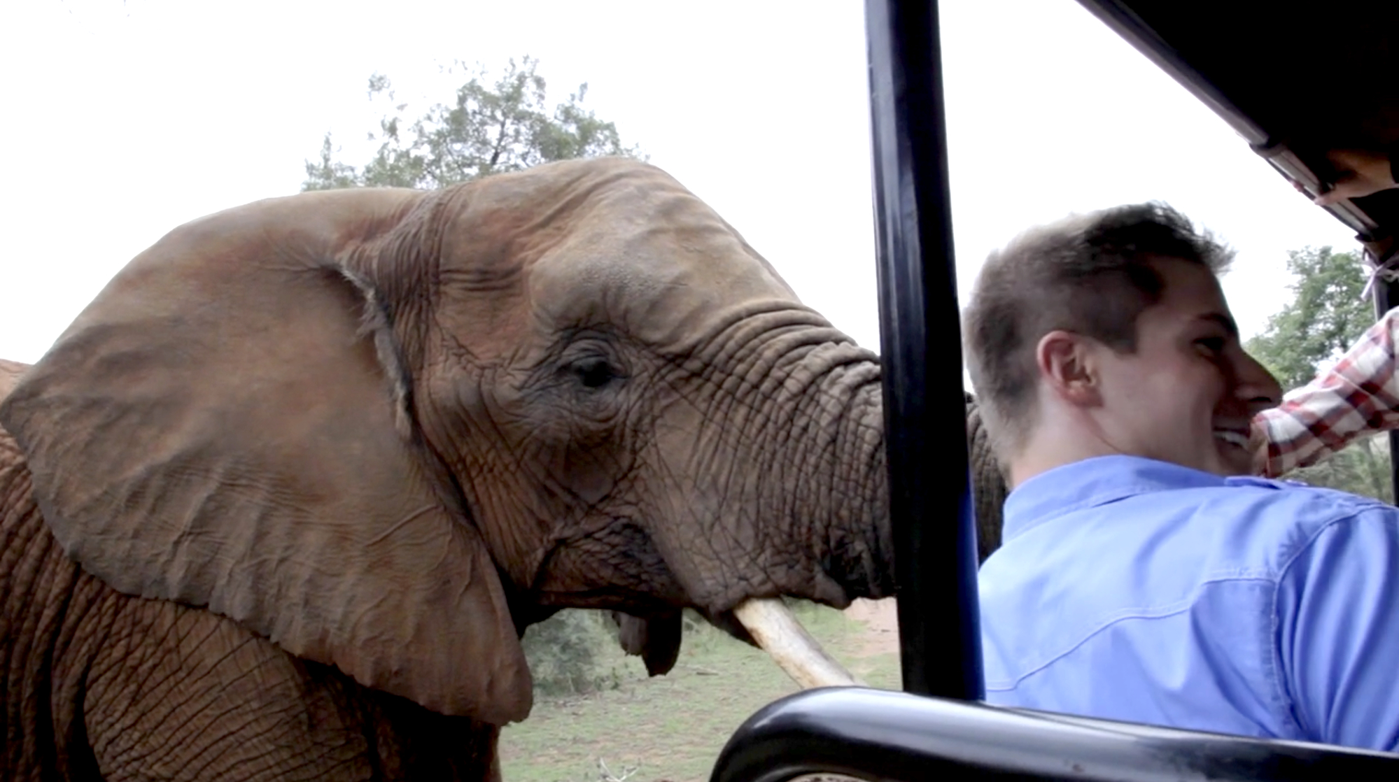 Safari
