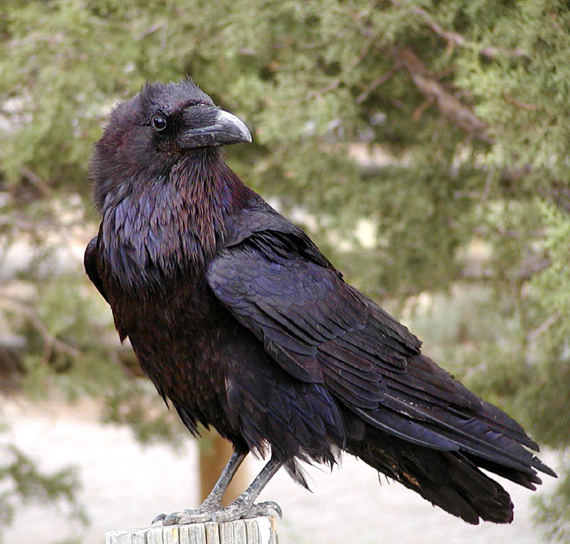 Raven