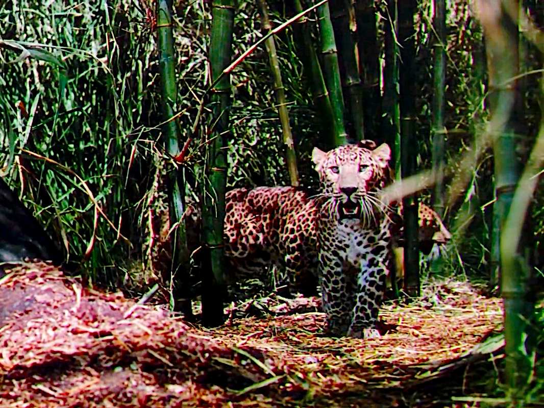 The Jungle Book