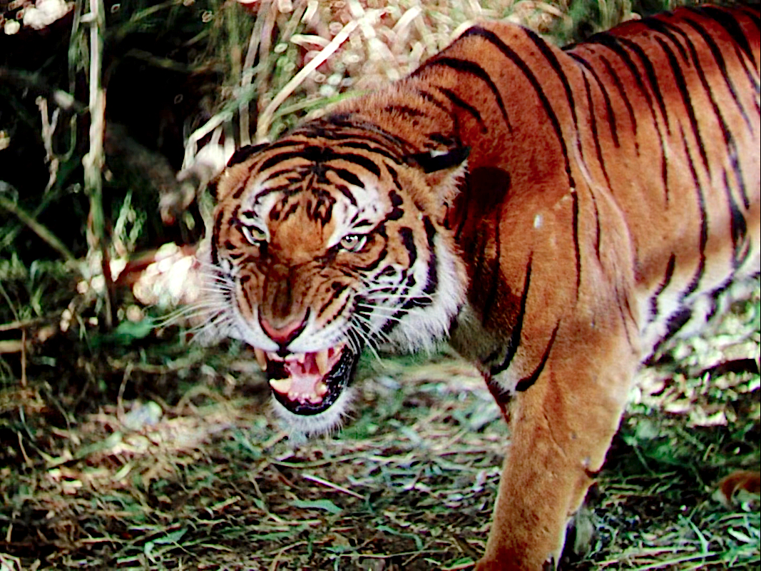 The Jungle Book